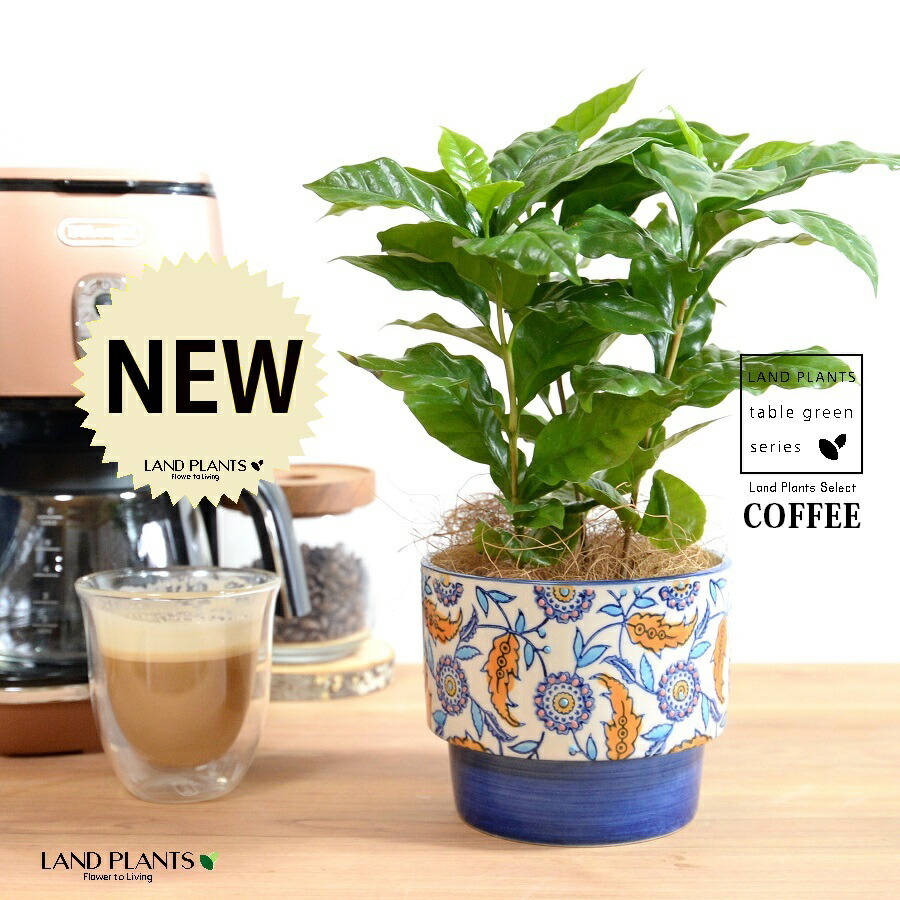 楽天市場】コーヒーの木 黒色 大丸 陶器鉢 【ハイドロボール 楽天市場】コーヒーの木 黒色 大丸 陶器鉢 【ハイドロボール