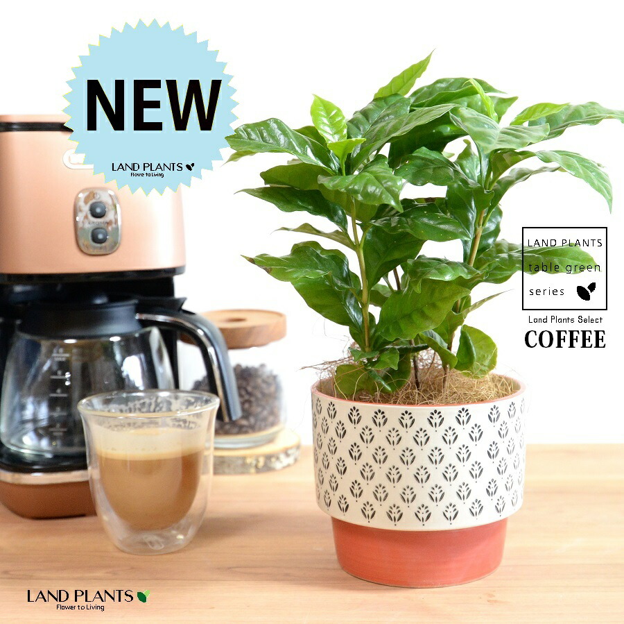 楽天市場】【鉢カバー】 コーヒーの木 オレンジ 手塗り ペイント