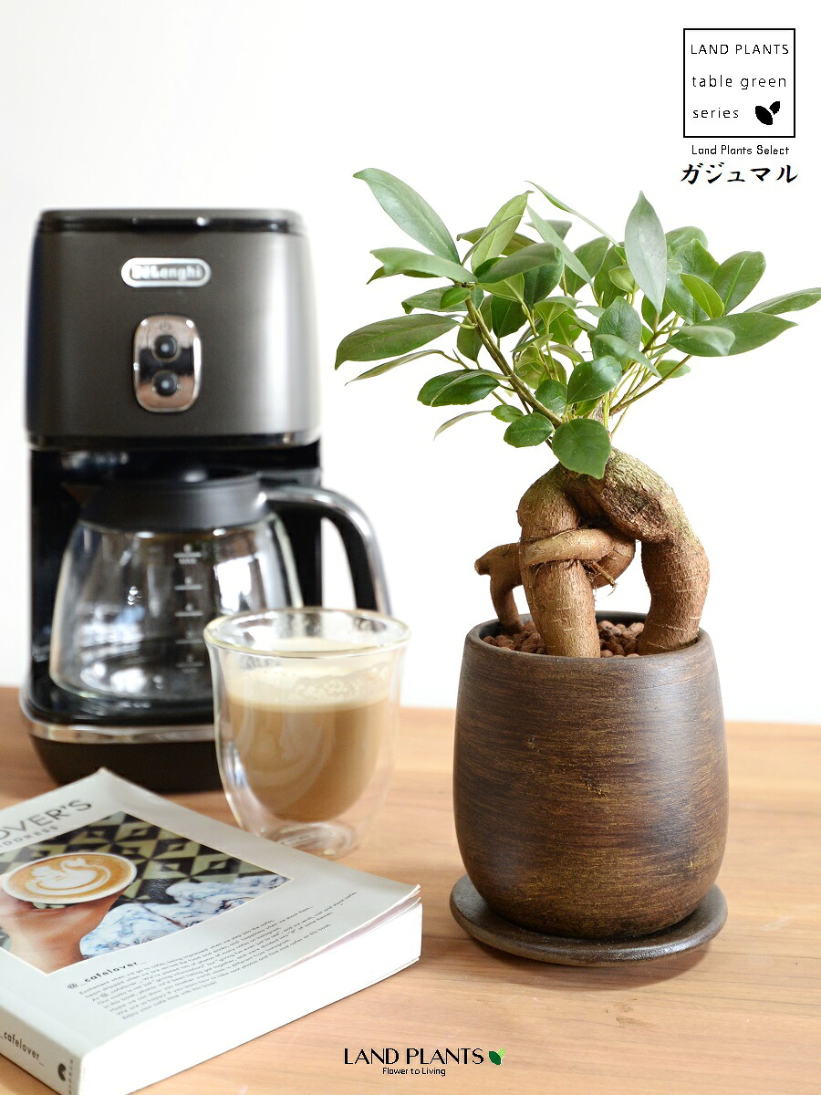 【事あたらしい鉢】 ガジュマル 木材風 えの具瀬戸もの鉢 SS大いさ （24鉢） 【ハイドロ・受皿】 がじゅまるの木 ガジュマル  心うれしいをもたらす 仕合わせの樹 霊魂 鉢植え 鉢 丸鉢 瀬戸もの 赤銅色 赤銅色 茶 こげ茶 ウォール中毒者 肌理 肌理調