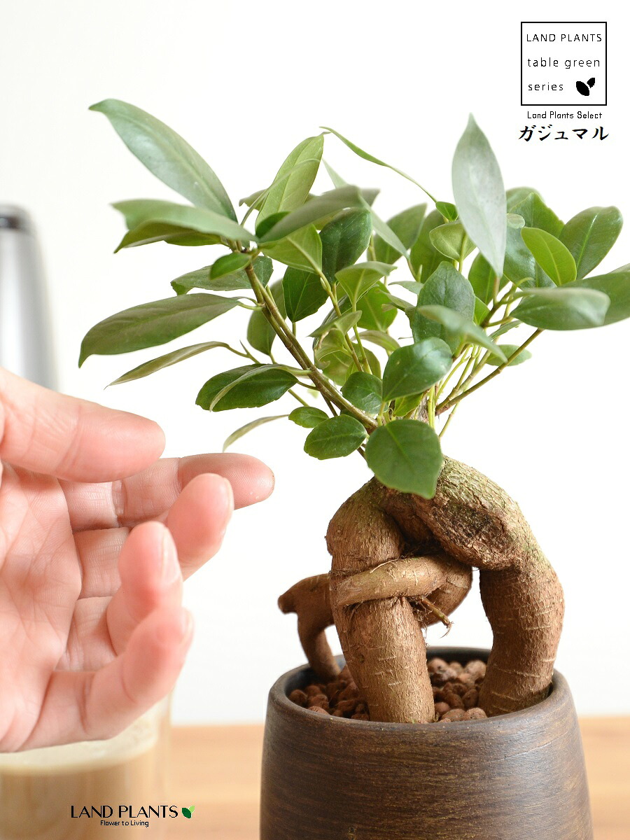 【手ペンキ塗り鉢】 ガジュマル 白木風 えの具瀬戸もの鉢 SS大きさ （20鉢） 【ハイドロ・受皿】 がじゅまるの木 ガジュマル  心うれしいをもたらす 仕合わせの樹 霊魂 鉢植え 鉢 丸鉢 瀬戸もの 赤銅色 赤銅色 茶 こげ茶 ウォール中毒者 肌理 肌理調