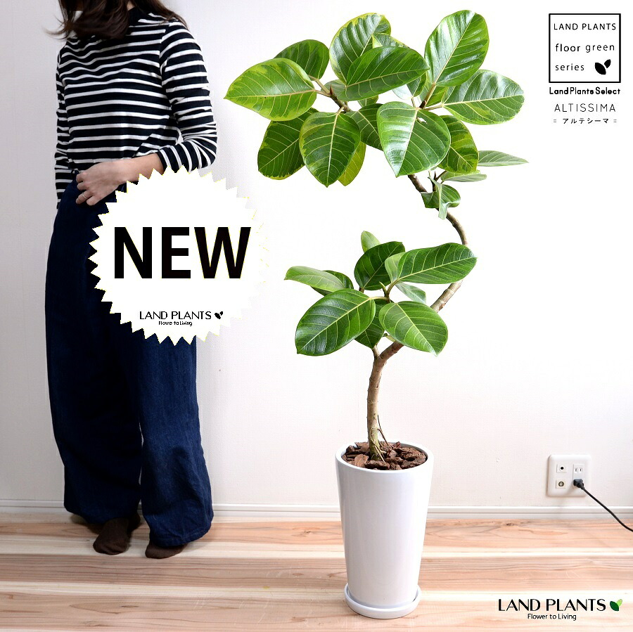 アルテシーマ （3Dカーブ 曲がり） 白色 スリム型 トール 陶器鉢 Lサイズ 【バークチップ・受皿】 鉢植え 大型 斑入り ゴム ゴムの木 葉模様 白 ホワイト 丸 観葉植物 丸い葉 送料無料