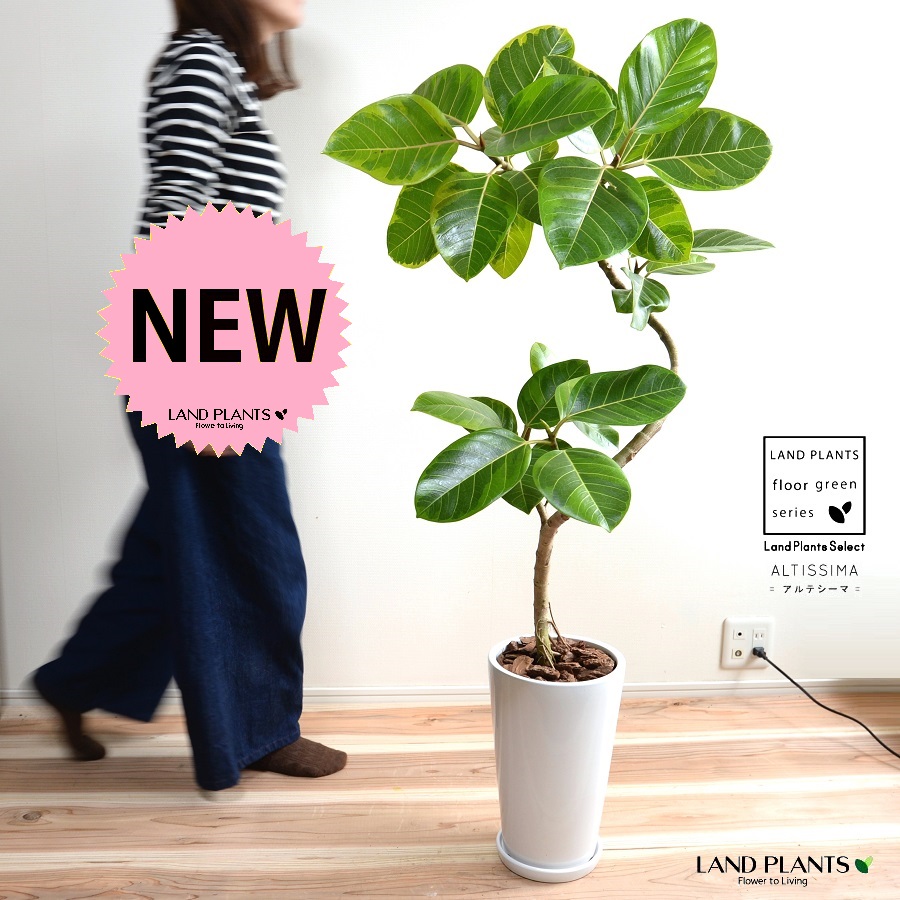 アルテシーマ （3Dカーブ 曲がり） 白色 スリム型 トール 陶器鉢 Lサイズ 【バークチップ・受皿】 鉢植え 大型 斑入り ゴム ゴムの木 葉模様 白 ホワイト 丸 観葉植物 丸い葉 送料無料