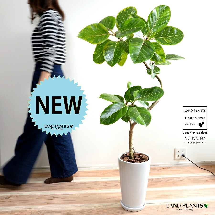 アルテシーマ （3Dカーブ 曲がり） 白色 スリム型 トール 陶器鉢 Lサイズ 【バークチップ・受皿】 鉢植え 大型 斑入り ゴム ゴムの木 葉模様 白 ホワイト 丸 観葉植物 丸い葉 送料無料