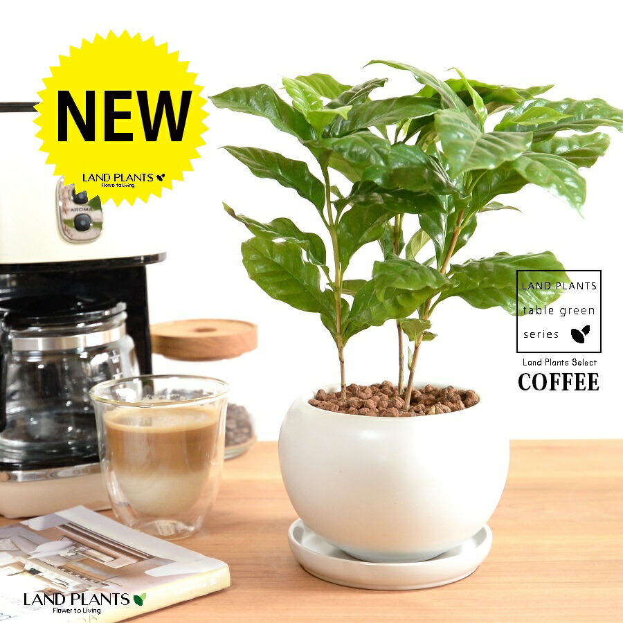 楽天市場】コーヒーの木 白色 丸型 陶器鉢 【ハイドロ・受皿】 珈琲