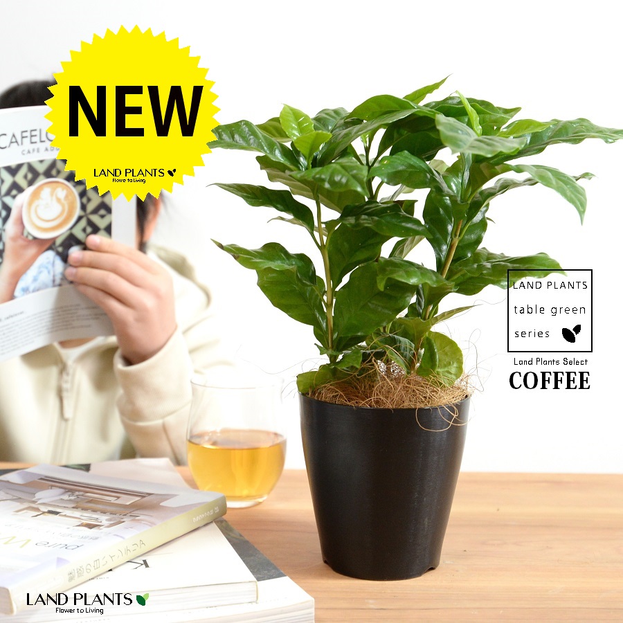 お*す様 【大型】コーヒーの木1m以上コーヒーの花のつぼみあり コーヒーの木 | 観葉植物の通販ならHitoHana（ひとはな）