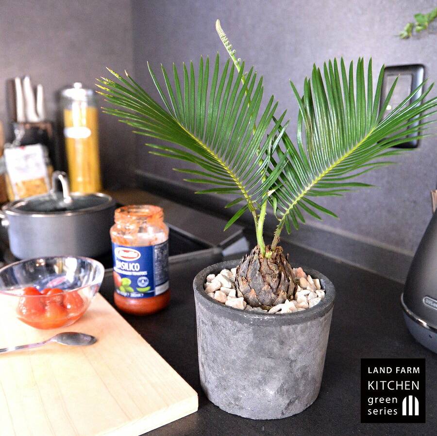 楽天市場】【限定1点】 蘇鉄（ソテツ：2頭）極太 1.5m Cycas revoluta