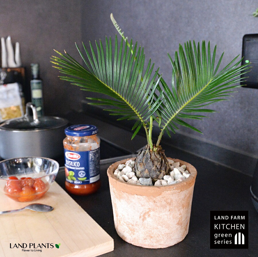 楽天市場】観葉植物【ソテツ属】ソテツ 5号Sセメント鉢（皿付）GG16104