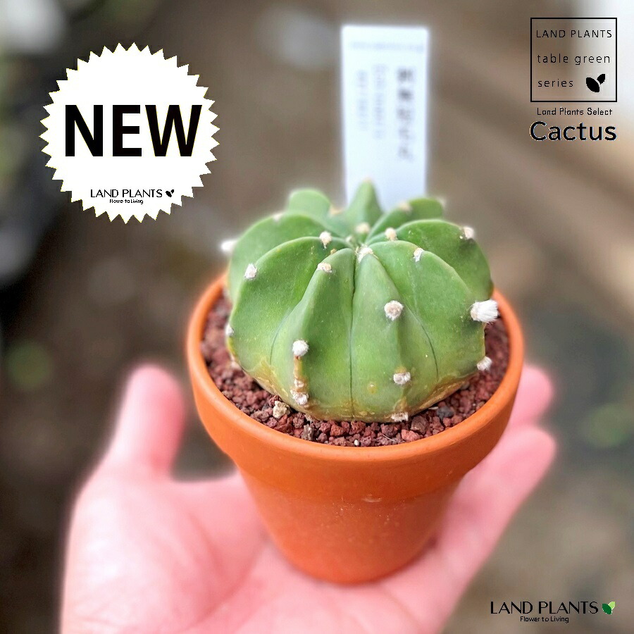 楽天市場】サボテン・エキノプシス・刺無短毛丸【ギムノカリキウム