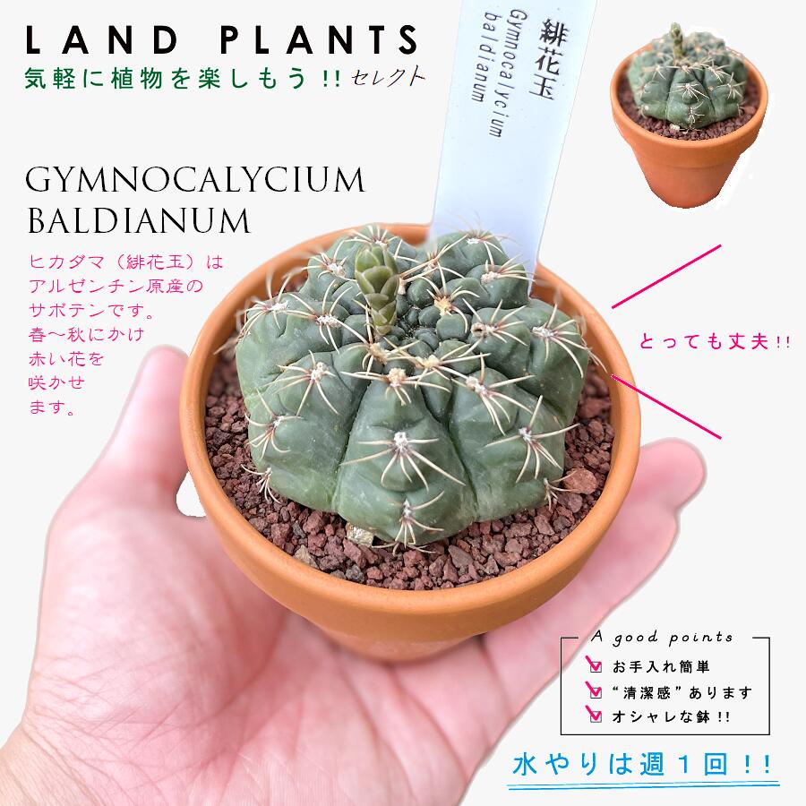 楽天市場】【多肉植物】 サボテン（緋花玉：ヒカダマ） 3号 茶色
