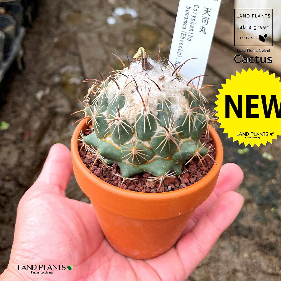 ★奈良研★サボテン・多肉色々★67★グロボシフローラ★ 多肉植物 サボテン（天司丸：テンシマル） 3号 茶色