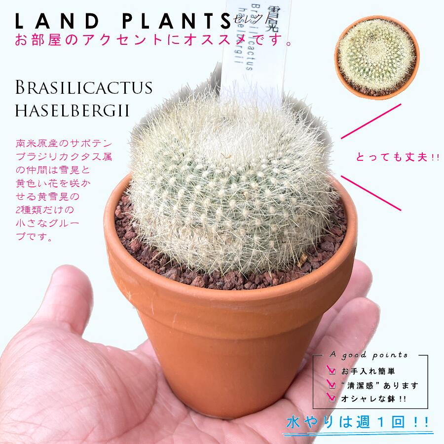 楽天市場】【多肉植物】 サボテン（雪晃：セッコウ） 3号 茶色