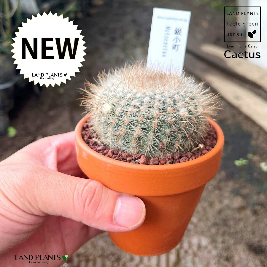 楽天市場】【多肉植物】 サボテン（銀小町：ギンコマチ） 3号 茶色