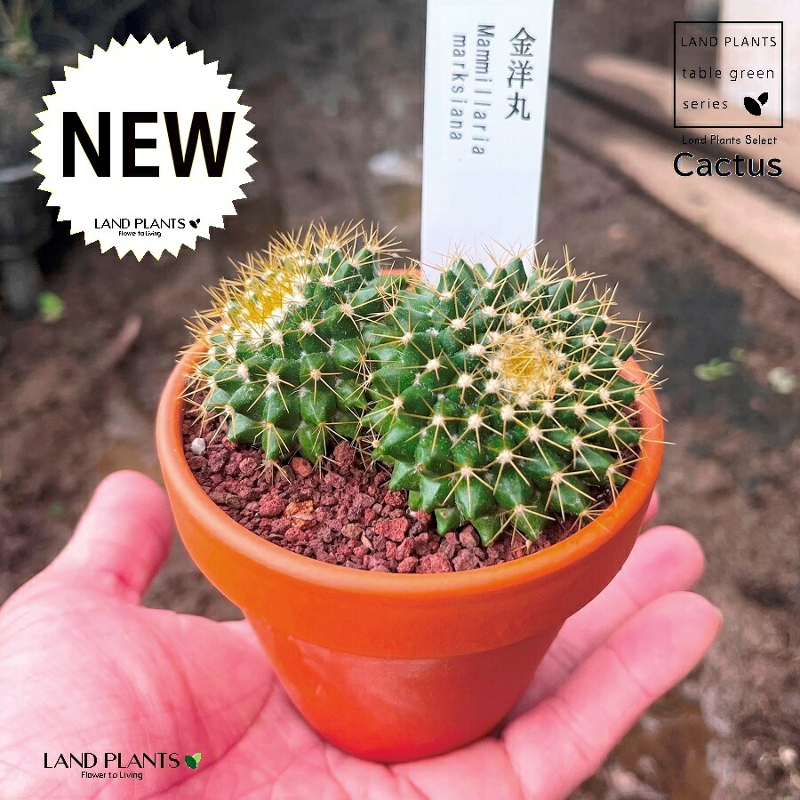 多肉植物花サボテンキンヒモ(オレンジ)& アマリリス球根 キャンディダイス 多肉植物花サボテンキンヒモ(オレンジ)& アマリリス球根