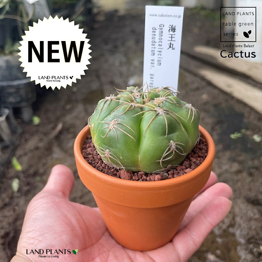 白丸3点　みー様 楽天市場】【多肉植物】 サボテン（海王丸：カイオウマル） 3号 茶色