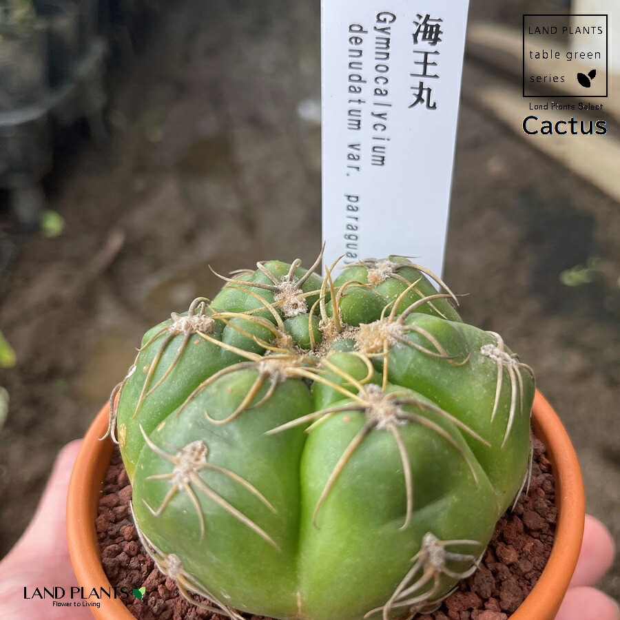 楽天市場】【多肉植物】 サボテン（海王丸：カイオウマル） 3号 茶色