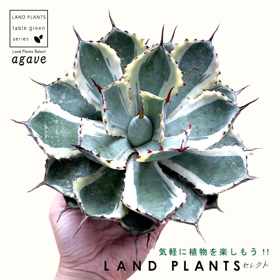 楽天市場】【特選】アガベ・ホリダ 陽炎 5号ポット : 四国ガーデン楽天