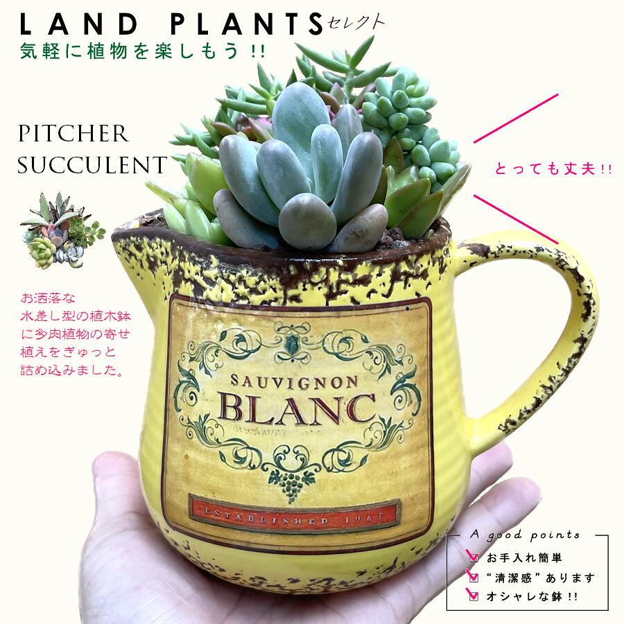 楽天市場】多肉植物（寄せ植え）水差し型 陶器鉢 グリーン : ランド