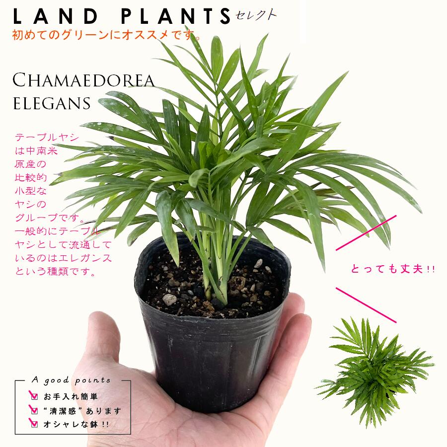 楽天市場】ヤシの木 【チャメロプス フミリス】 スリット鉢 大苗
