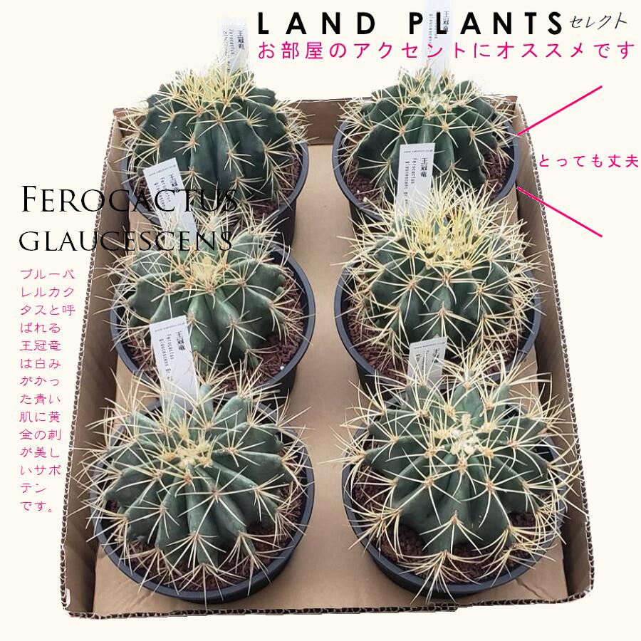王冠竜 楽天市場】【ケース販売 6個】 サボテン（王冠竜：オウ