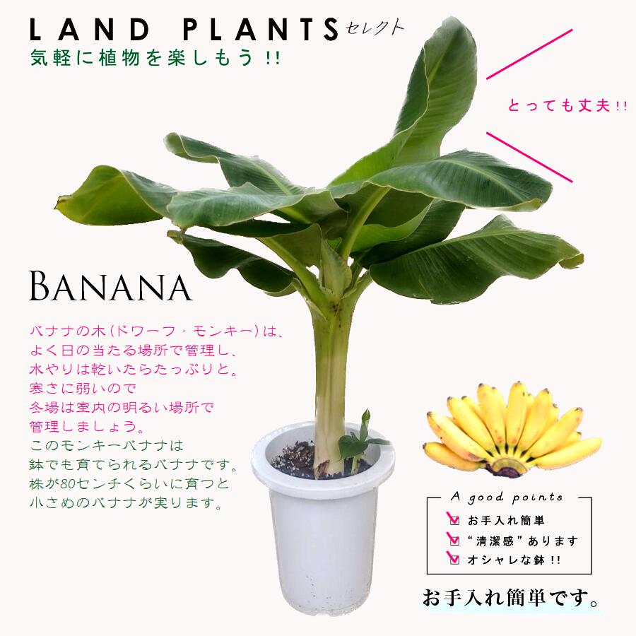楽天市場】バナナ（ドワーフ モンキー） 7号 白色 プラスチック