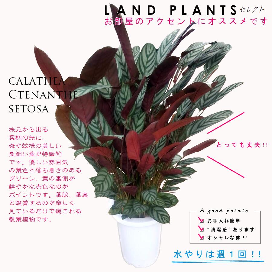 楽天市場】PLANCHU 観葉植物 クテナンテ セトサ 4号鉢 受け皿