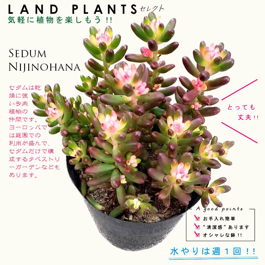 多肉植物 ロゼット型 花芽付き*6 花芽を出してくれた苗をサラリと紹介 | こゆきさんちの多肉ちゃん