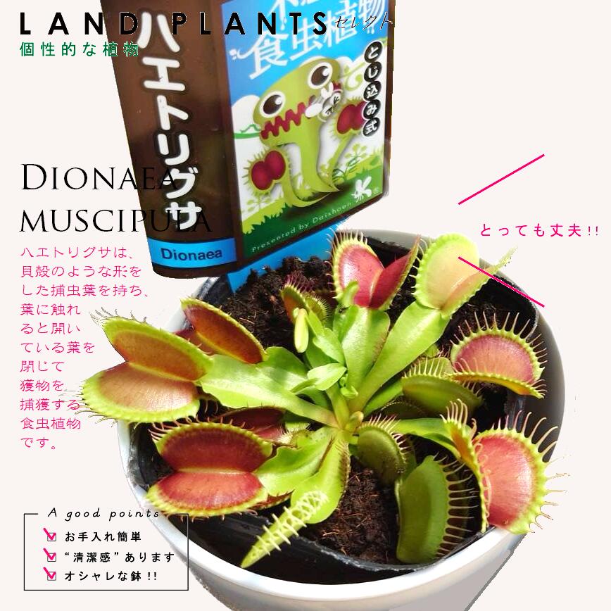 楽天市場】【食虫植物】 【ケース販売：12鉢】 ディオネア（蠅捕草：ハエトリグサ） 4号 白色 プラスチック（12鉢） ハエトリソウ ハエジゴク 殺虫  食虫 害虫駆除 ハエ コバエ Dionaea muscipula : LAND PLANTS 楽天市場店