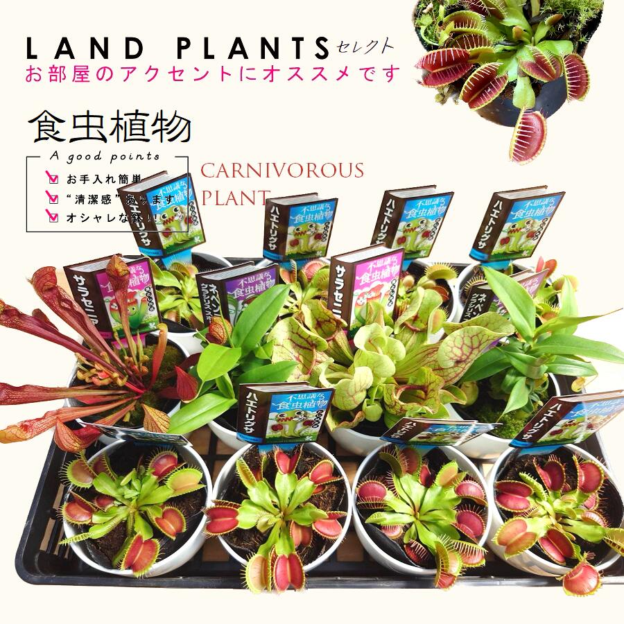 楽天市場】【食虫植物】 【ケース販売：12鉢】 ディオネア（蠅捕草：ハエトリグサ） 4号 白色 プラスチック（12鉢） ハエトリソウ ハエジゴク 殺虫  食虫 害虫駆除 ハエ コバエ Dionaea muscipula : LAND PLANTS 楽天市場店