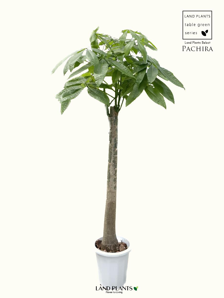 楽天市場】パキラ（朴仕立て） 約180cm 10号 プラスチック鉢 白色 Pachira : LAND PLANTS 楽天市場店