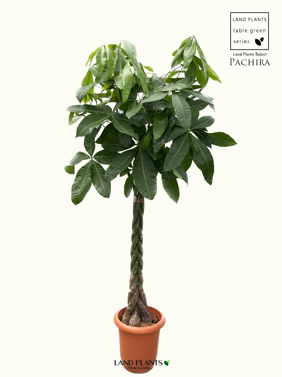 パキラ（編込み） 約180cm 10号 プラスチック鉢 茶色 Pachira｜LAND PLANTS 店