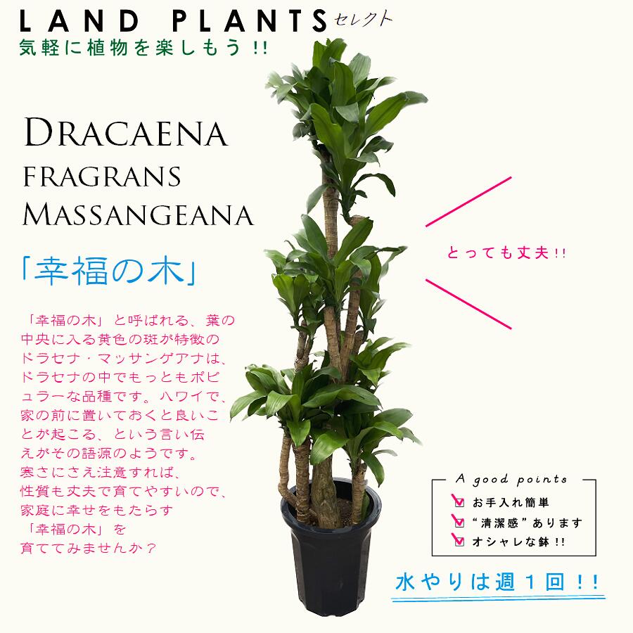 【お祝い用】 ドラセナ（マッサン：幸福の木） 10号 プラスチック鉢 約180cm マッサンゲアナ ドラセナマッサン Dracaena fragrans \