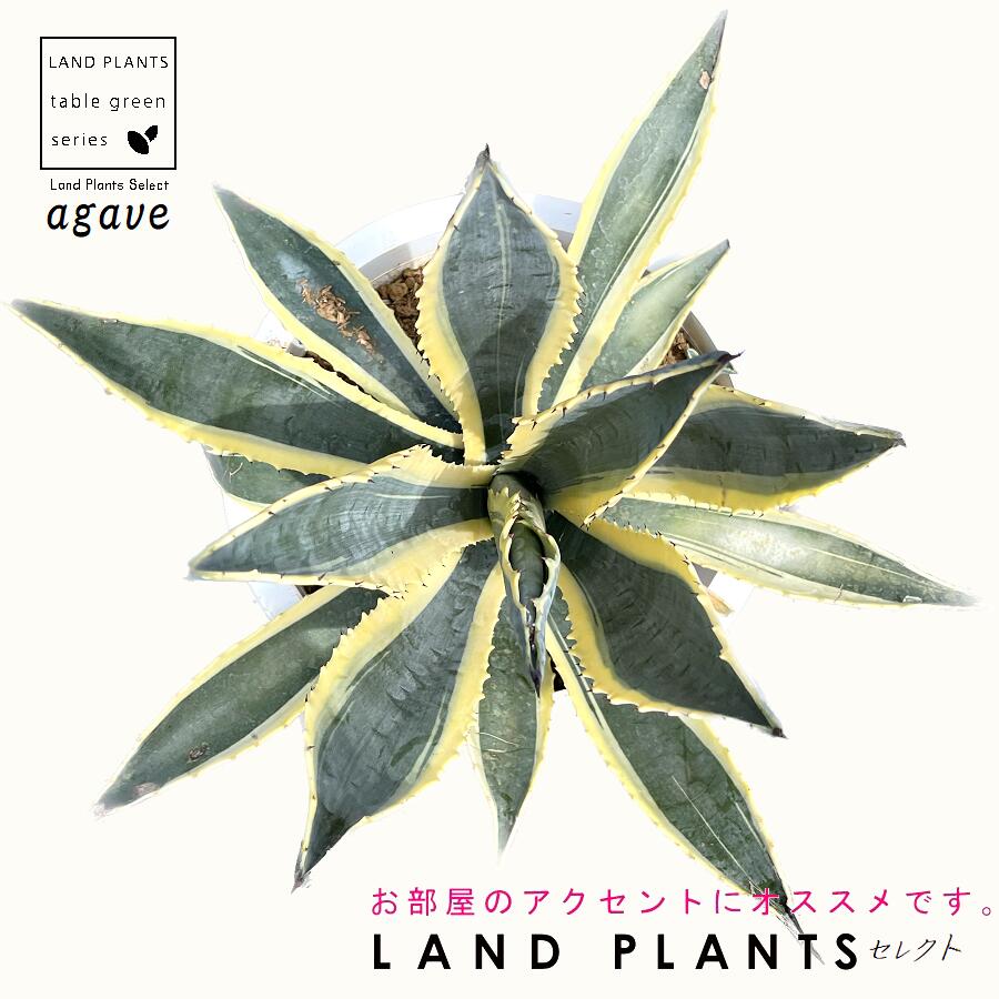 【現品】アガベ　大株　アメリカーナ（竜舌蘭）② 楽天市場】【現品発送】アガベ アメリカーナ（リュウゼツラン