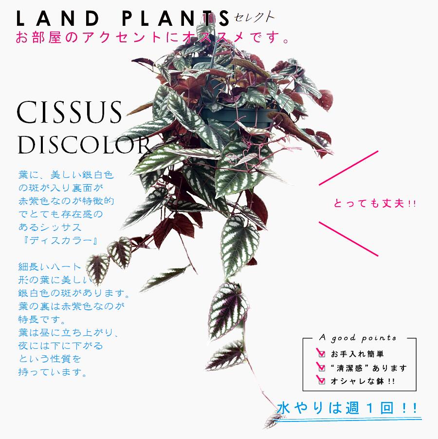 楽天市場】シッサス（ディスカラー） 5号 吊り鉢 プラスチック鉢 シッサス キッスス Cissus Discolor : LAND PLANTS  楽天市場店