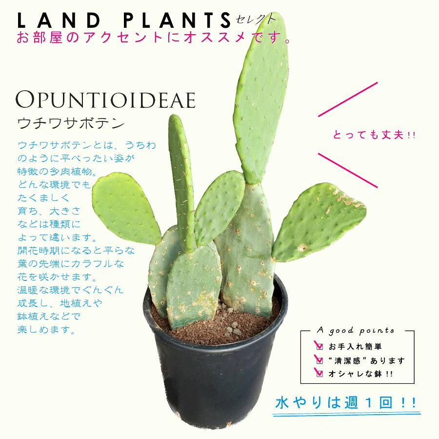 楽天市場】ウチワサボテン オプンチア サンタリタ : plant life