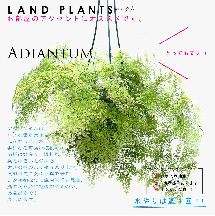 楽天市場】【シダ植物】 アジアンタム（ミクロフィラ） 5号 吊り鉢