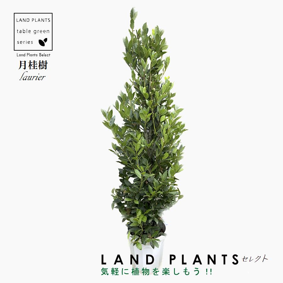 良形 ゲッケイジュ 月桂樹 179 樹高1.3m位 ローリエ ローレル 常緑樹 良形 ゲッケイジュ 月桂樹 179 樹高1.3m位 ローリエ ローレル