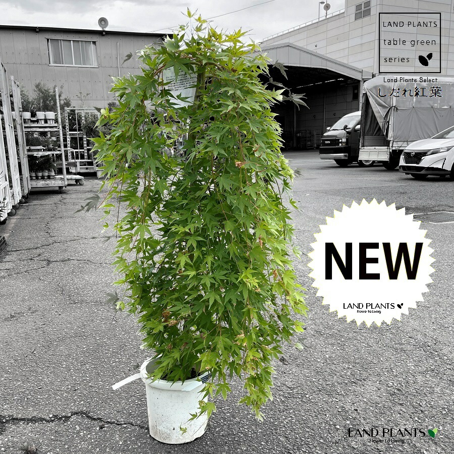 楽天市場】流泉紅葉/リュウセンモミジ/流泉モミジ/枝垂れモミジ