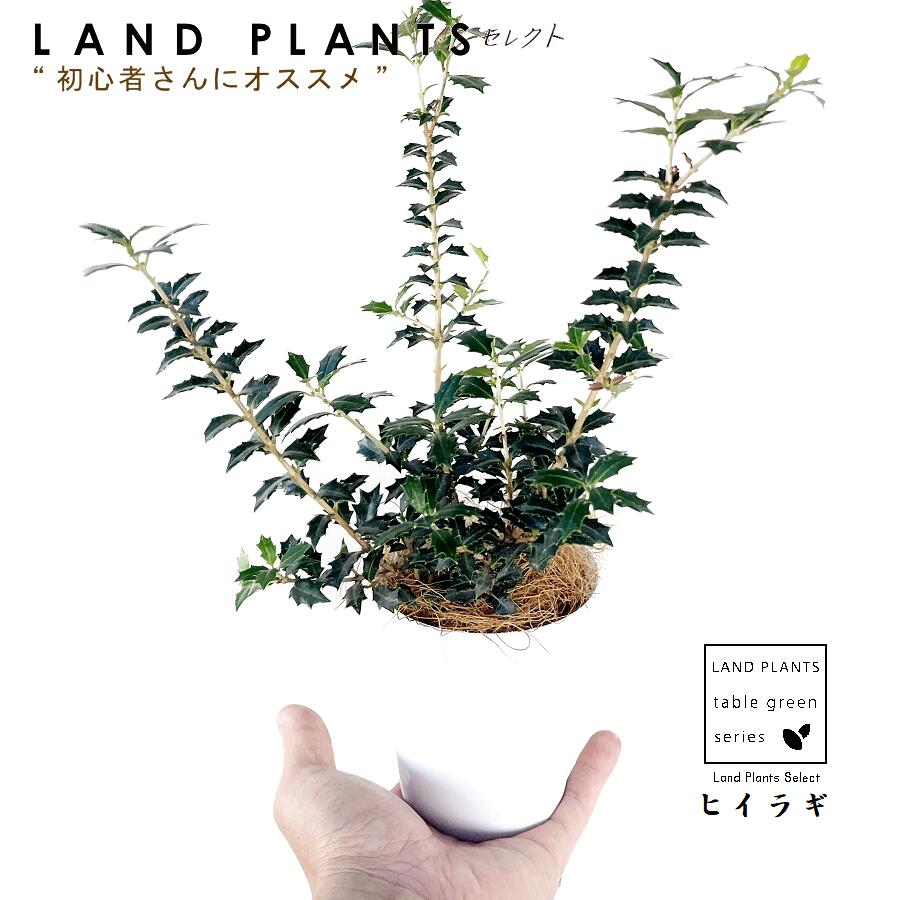 楽天市場】《送料無料》 斑入りヒイラギ（フイリヒイラギ） 樹高0.9m