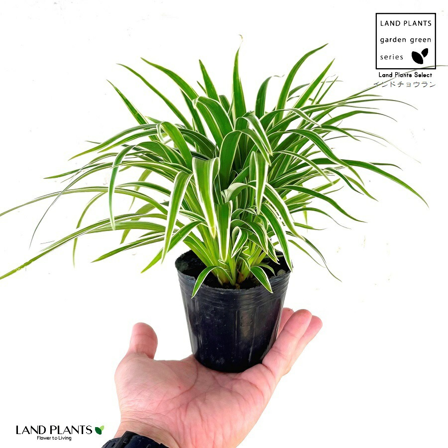 楽天市場】《苗》オリヅルラン 緑葉/ナカフヒロハオリヅルラン/ソトフ