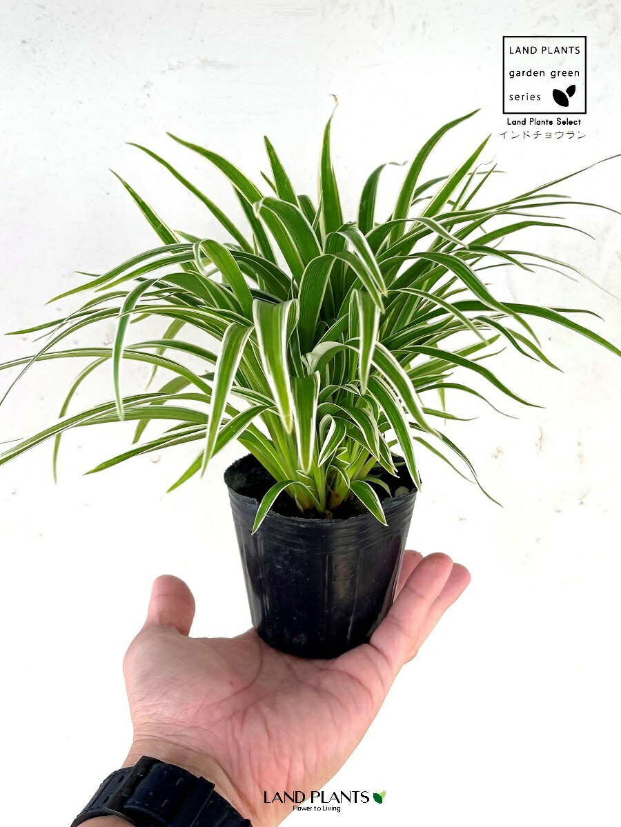 楽天市場】《苗》オリヅルラン 緑葉/ナカフヒロハオリヅルラン/ソトフ