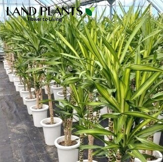 ドラセナ（リッキー） 8号 可塑性物質鉢 1鉢 ドラセナリッキー Dracaena 観葉植物-花・観葉植物-花・ガーデン・DIY