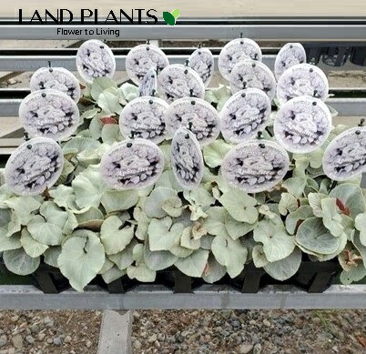 楽天市場】ライラック カルペディエム 接木2年生 1本 : e-フラワー