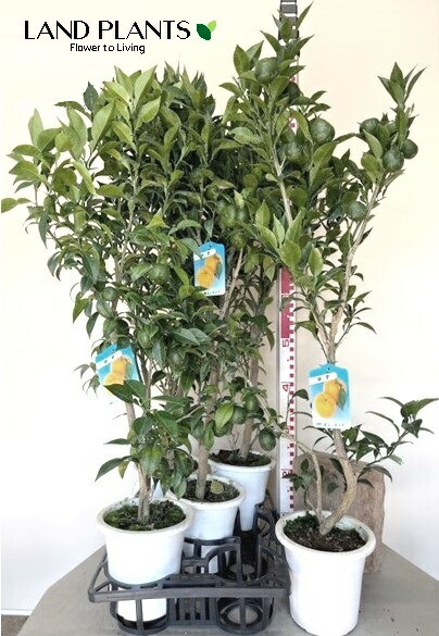 楽天市場】【8/28 実付き】本柚子の木(ホンユズノキ) 10号 樹高