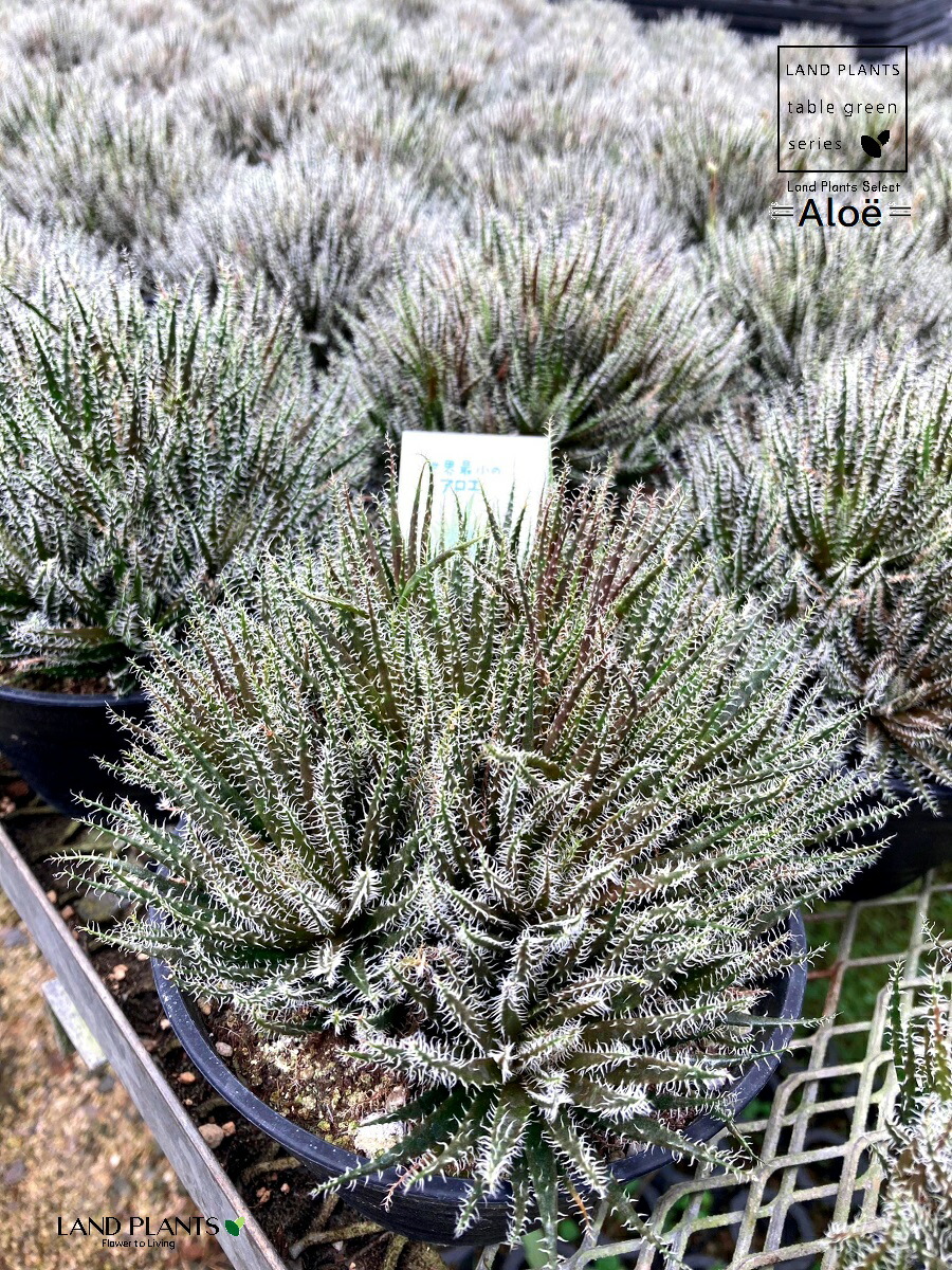 楽天市場】アロエ（ディコトマ） 1鉢 8号 プラスチック鉢 アロエディコ