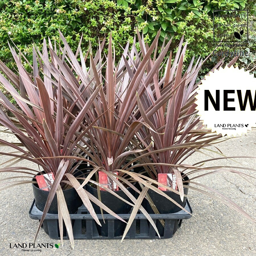 楽天市場】【ケース販売：6入】 コルジリネ（ペコ） 6号 プラスチック