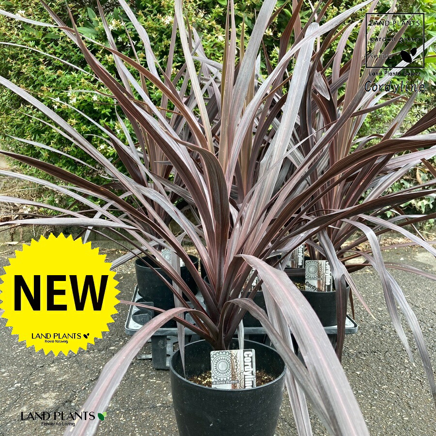 楽天市場】【ケース販売：6入】 コルジリネ（ペコ） 6号 プラスチック