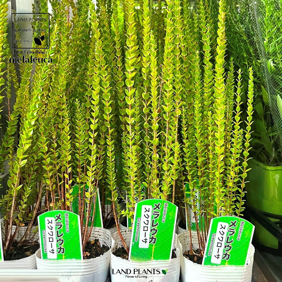 楽天市場】モリンガ オレイフェラ 3号サイズ 苗木 : 母の日 花