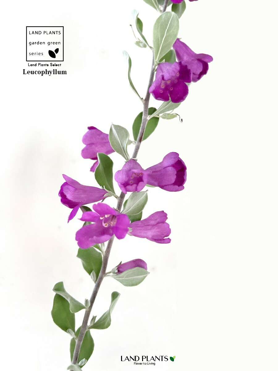 楽天市場】レウコフィルム（フルテスケンス：1鉢） 4号