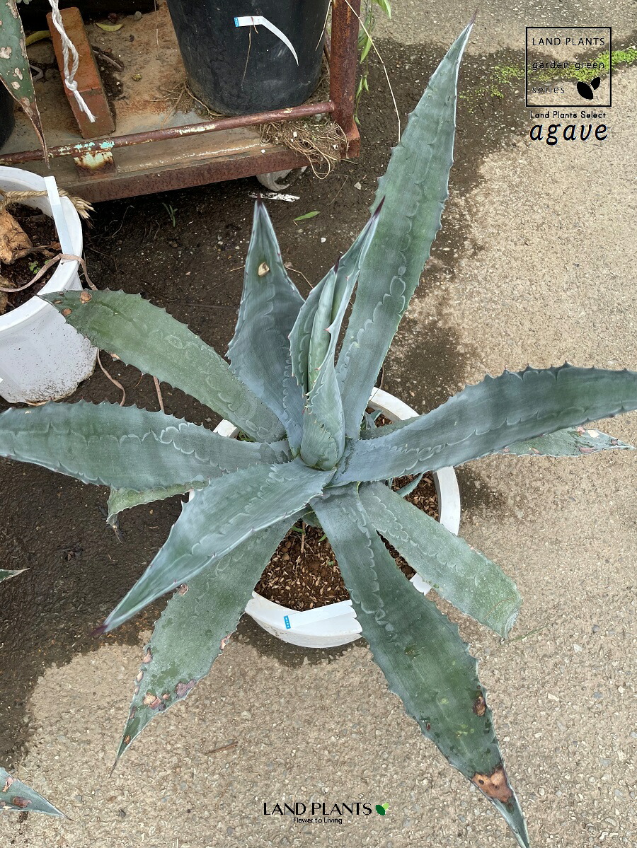 アガベ・アメリカーナ（青の竜舌蘭）｜Agave americana | DESERT INC.