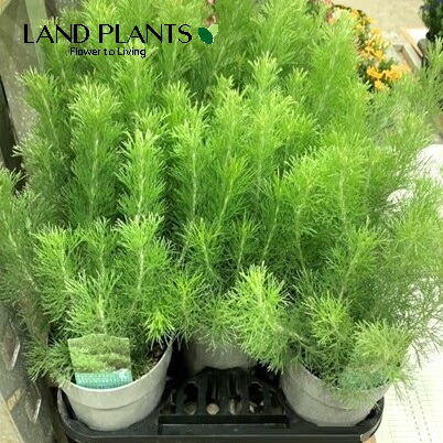 楽天市場】フィリカ・プベッセンス（ワフトフェザー） 5号